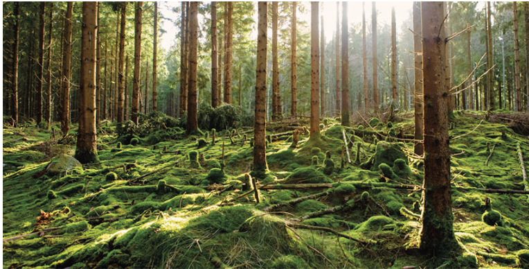 American Hardwoods UK